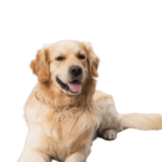 Portrait Bild von Mailo